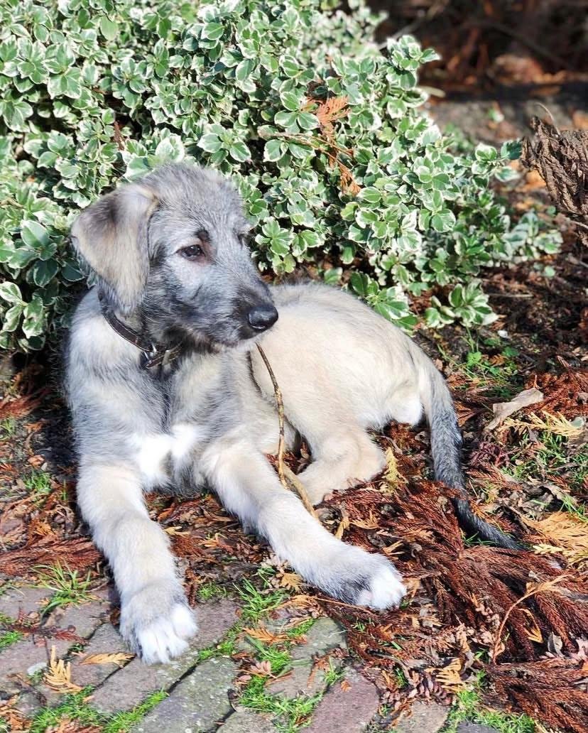 Buy Irish Wolfhound