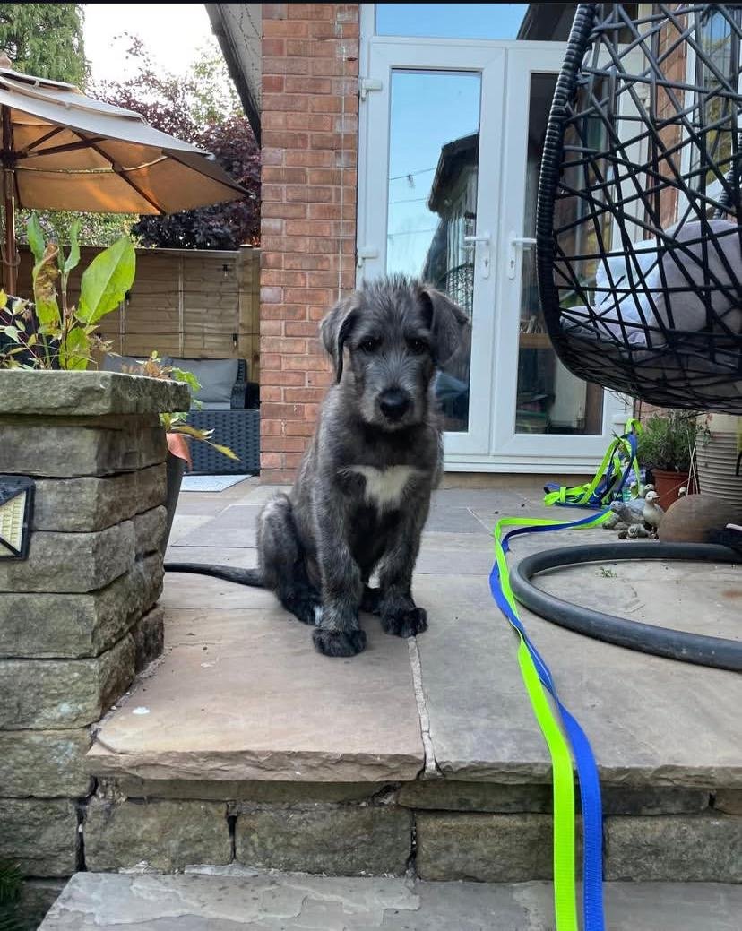 Healthy Puppies For Sale